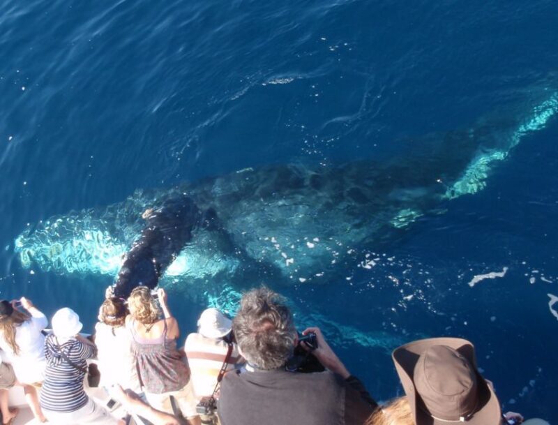 Newport Beach: Year-Round Whale Watching Cruise - Key Points