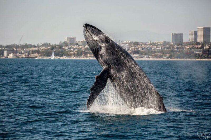Newport Beach: Year-Round Whale Watching Cruise - What to Expect on Your Whale Watching Adventure