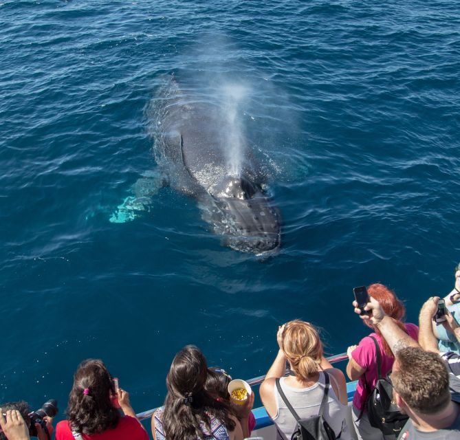 Newport Beach: Year-Round Whale Watching Cruise - Reviews and Authentic Perspectives