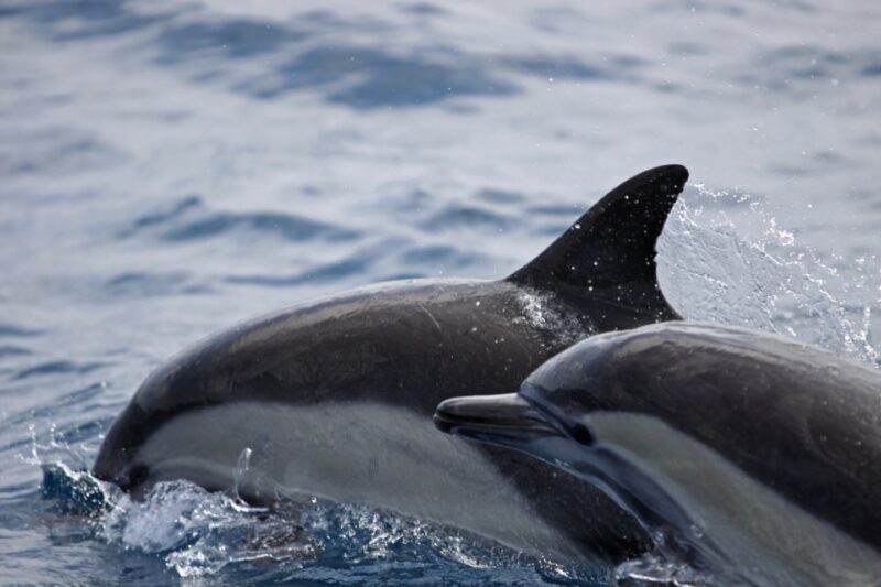 Newport Beach: Year-Round Whale Watching Cruise - The Sum Up