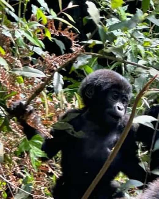 Ngamba Island Chimpanzee Sanctuary Day Trip - Key Points