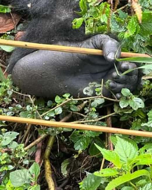 Ngamba Island Chimpanzee Sanctuary Day Trip - An In-Depth Look at the Ngamba Island Experience