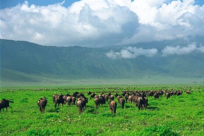 Ngorongoro Crater Day Trip - Who Should Consider This Tour?