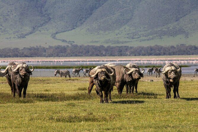 Ngorongoro Crater Day Trip - The Sum Up