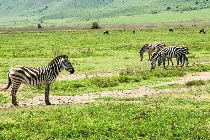 Ngorongoro Crater Day Trip - Price & Value: Is It Worth It?
