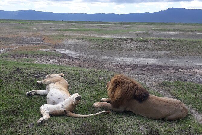 Ngorongoro Crater Day Trip - Authentic Experiences from Travelers