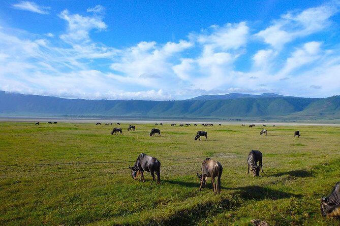 Ngorongoro Crater Day Trip - The Sum Up: Who Should Consider This Tour?