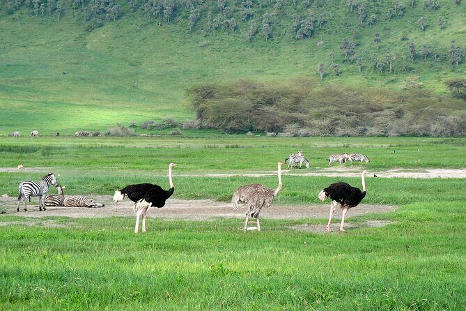 Ngorongoro Crater Day Trip Shared Group Safari - Who Should Book This Tour?