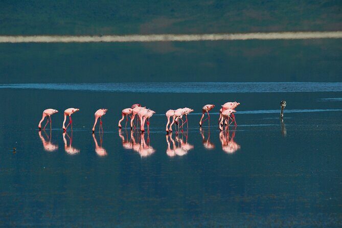 Ngorongoro Crater Day Trip Shared Group Safari - FAQs