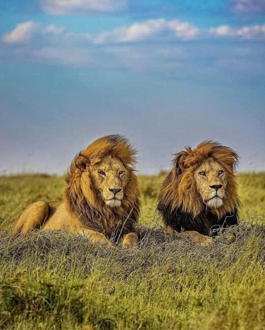 Ngorongoro Crater Day Trip with Picnic Lunch - Key Points