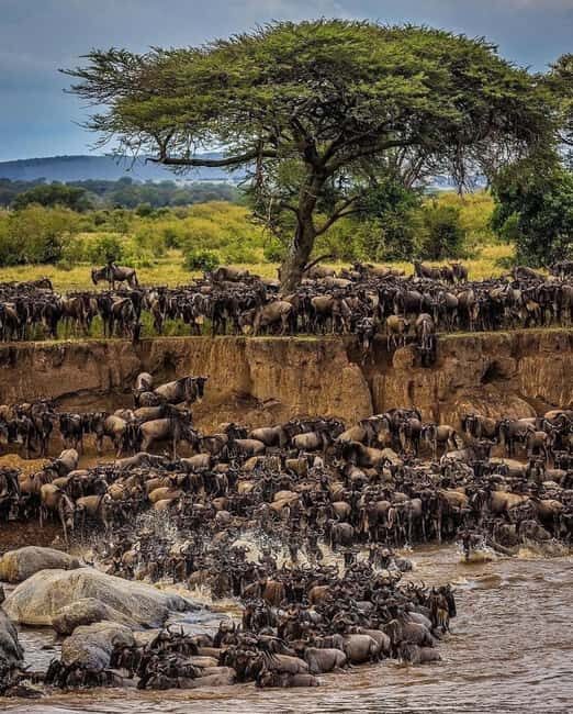 Ngorongoro Crater Day Trip with Picnic Lunch - A Closer Look at the Experience
