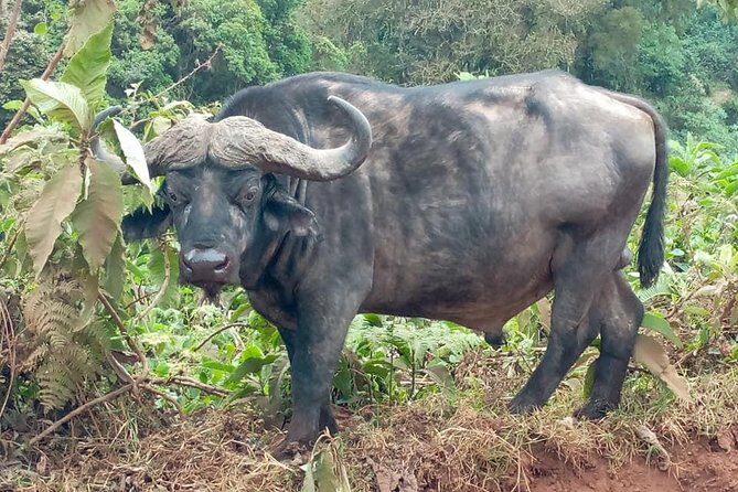 Ngorongoro Day Trip From Arusha / Kilimanjaro - Exploring the Tour Itinerary in Detail