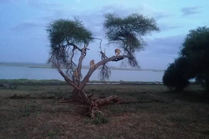 Ngorongoro, Manyara and Tarangire tour - The Sum Up