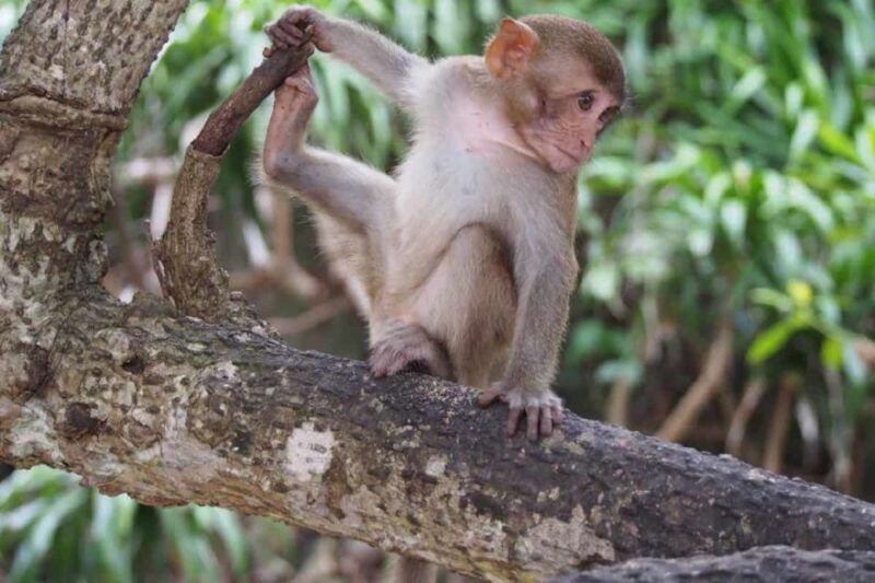 Nha Trang: Entry Ticket to Monkey Island - Key Points