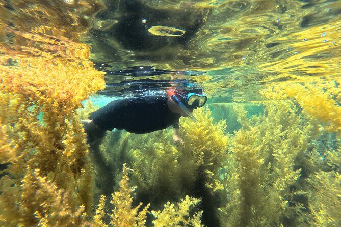 Nha Trang Half-Day Snorkeling Adventure at Marine Park with BBQ - Analyzing the Value and Who Should Consider This Tour
