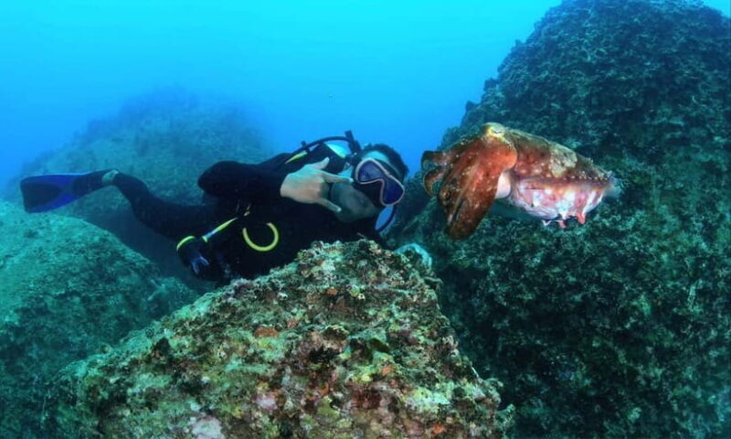 Nha Trang : Scuba diving experience for certified dive - Final Thoughts: Is It Worth It?