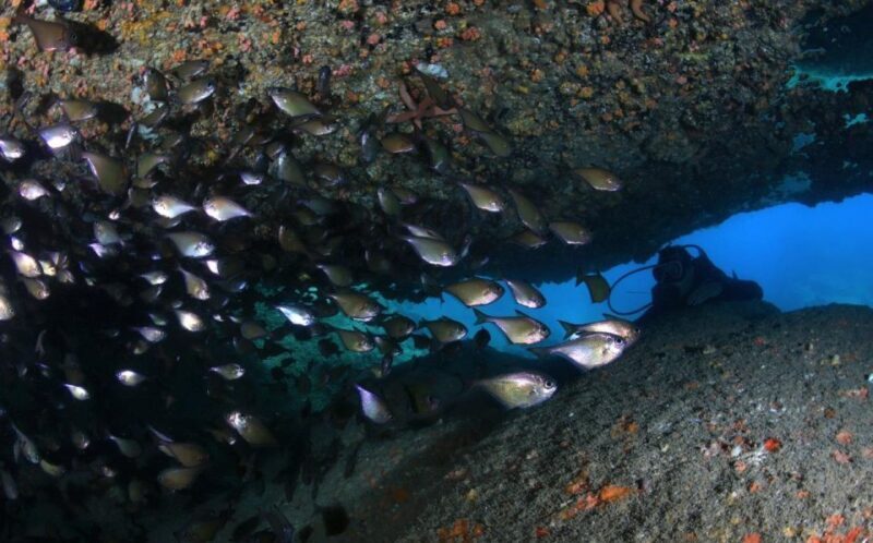 Nha Trang: Scuba Diving Experience for Non-Certified Divers - A Closer Look at the Experience