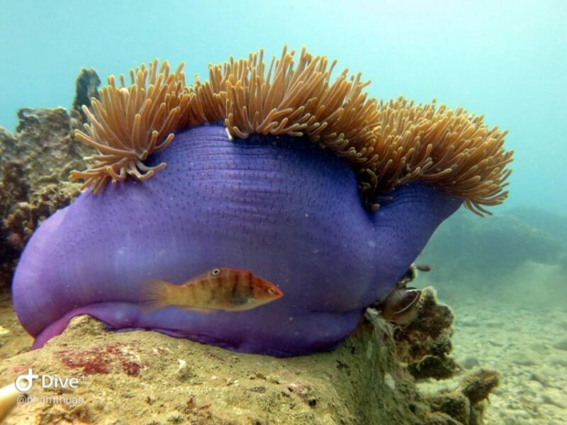 Nha Trang: Scuba Diving Experience for Non-Certified Divers - Authentic Marine Encounters and Other Highlights