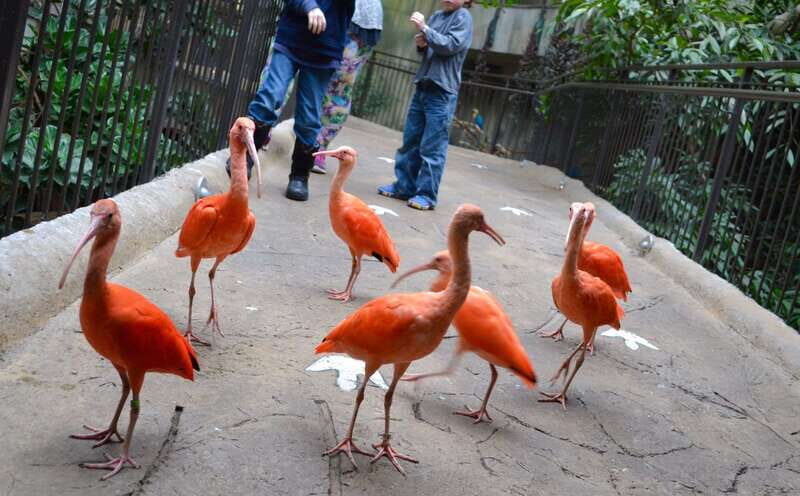 Niagara Falls, Canada: Bird Kingdom Entry Ticket - Key Points