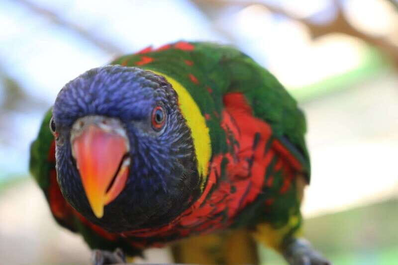 Niagara Falls, Canada: Bird Kingdom Entry Ticket - Accessibility and Practicalities