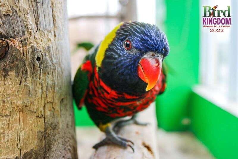 Niagara Falls, Canada: Bird Kingdom Entry Ticket - Who Should Visit?