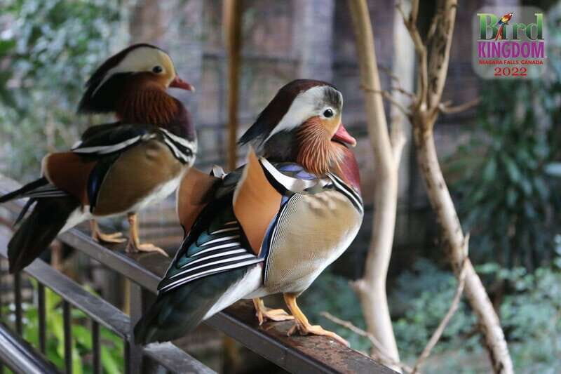 Niagara Falls, Canada: Bird Kingdom Entry Ticket - The Sum Up