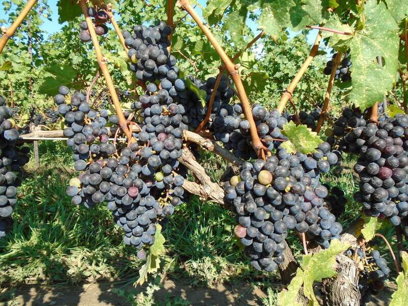 Niagara Falls, Canada: Full-Day Private Winery Tour - The Wineries and Other Stops