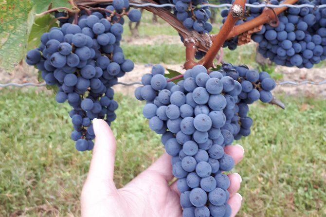 Niagara-on-the-Lake Wine Aft Tour with Cheese from Niagara Falls - FAQ