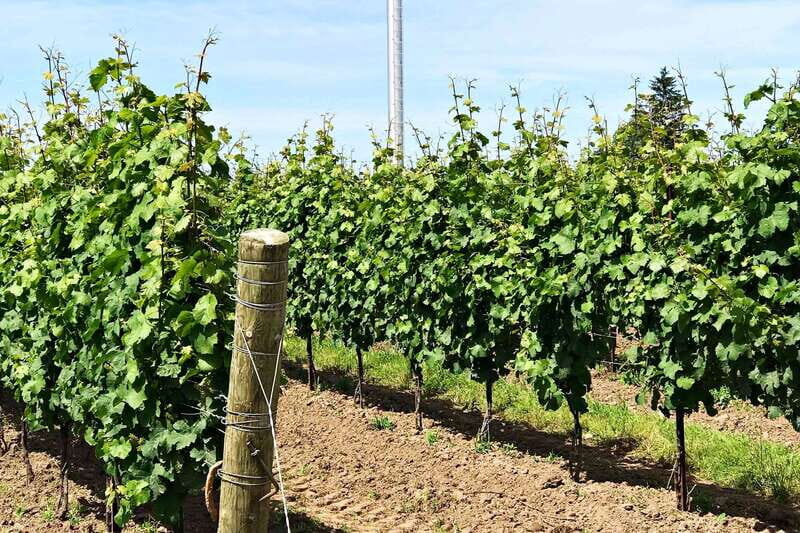 Niagara-on-the-Lake: Wine & Charcuterie Tour with Tastings - Cost and Value