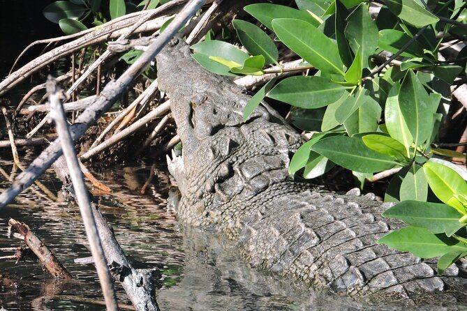 Nichupte Lagoon Wildlife Tour - Who Is This Tour Best For?