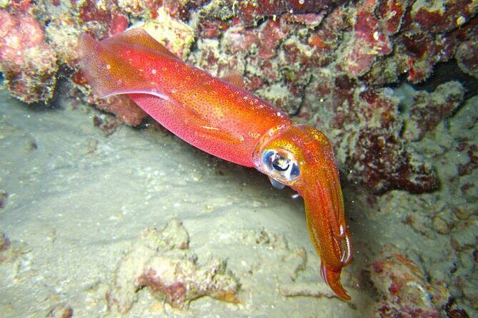 Night Dive Adventure in Oahu - Practical Considerations & Tips