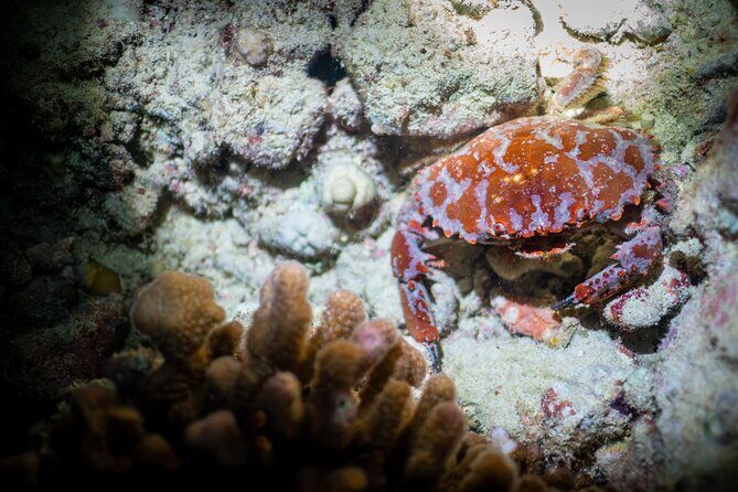 Night Dive Adventure in Oahu - Who Should Consider This Tour?