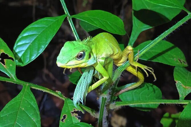 Night Froggy Adventure at Kubah National Park - Who Will Love This Tour?