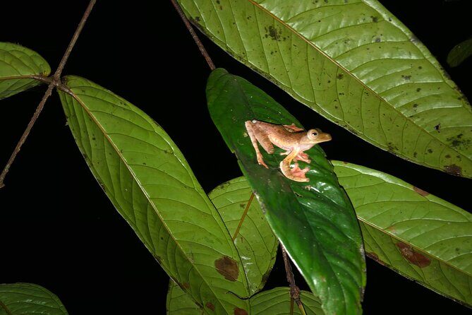 Night Frogs Tour at Kubah National Park - Exploring Kubah National Park at Night