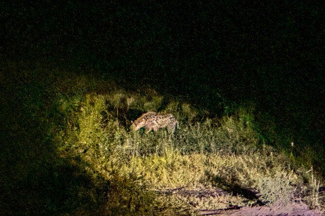 Night Game Drive in Zambezi National Park and Victoria Falls - Practical Tips for Travelers