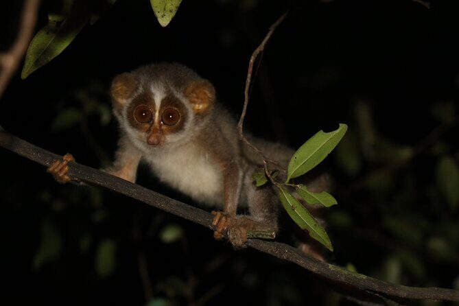 Night Hike to see Elusive & Rare Loris in Sigiriya - Key Points