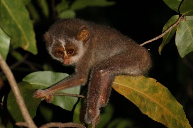 Night Hike to see Elusive & Rare Loris in Sigiriya - A Closer Look at the Night Hike Experience
