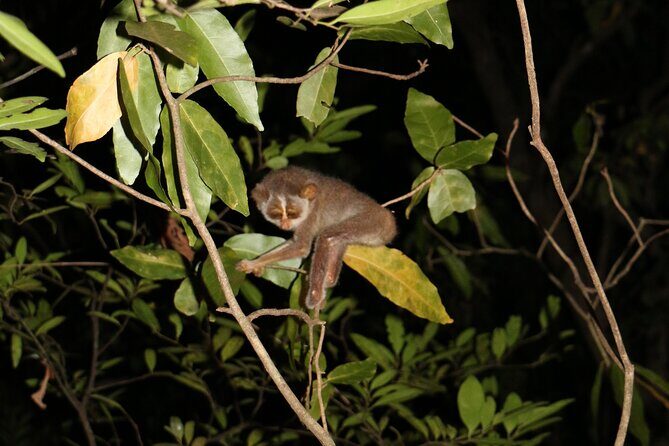 Night Hike to see Elusive & Rare Loris in Sigiriya - Who Should Consider This Tour?