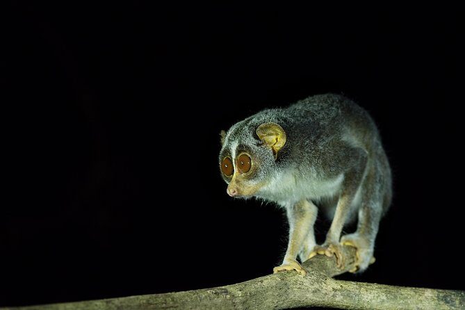 Night Hike to see Elusive & Rare Loris in Sigiriya - Final Thoughts on the Night Hike to See the Slender Loris in Sigiriya