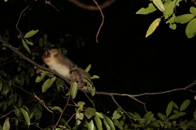 Night Hike to see Elusive & Rare Loris in Sigiriya - FAQs