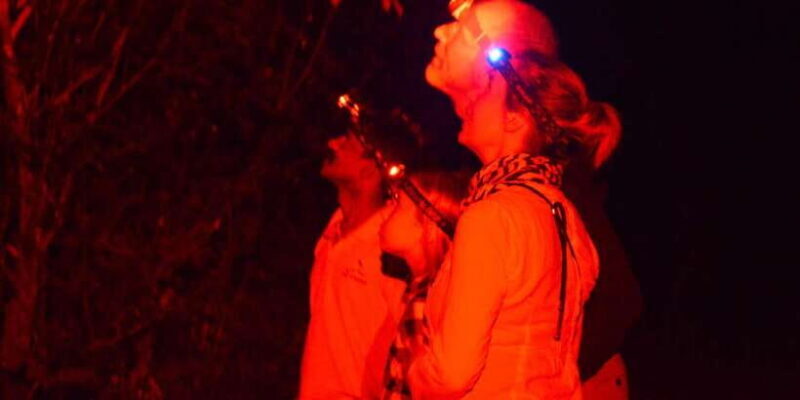 Night Hike to see Elusive & Rare Loris in Sigiriya - Key Points