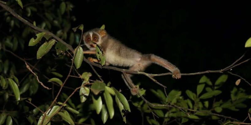 Night Hike to see Elusive & Rare Loris in Sigiriya - An In-Depth Look at the Night Hike Experience