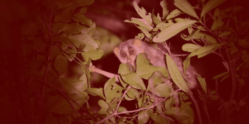 Night Hike to see Elusive & Rare Loris in Sigiriya - The Sum Up