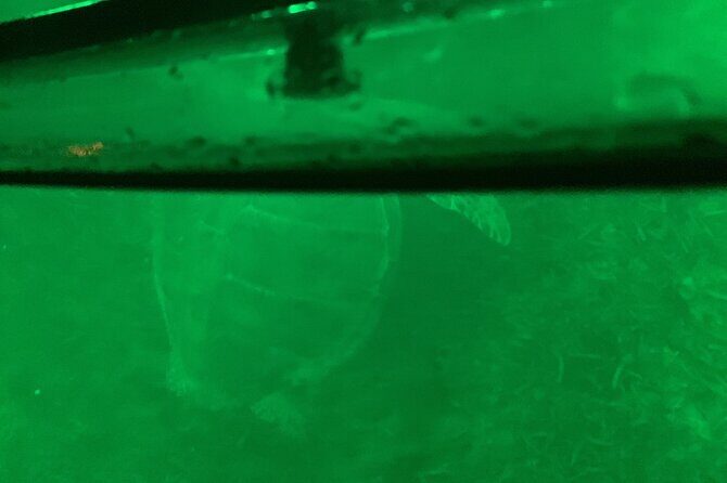 Night Kayaking with Liquid Glow - FAQs