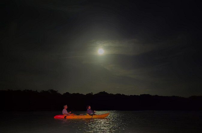 Night Mangrove Kayak Tour - Why It’s Worth the Price