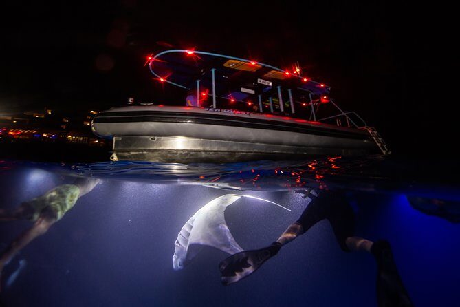 Night Manta Ray Experience - Key Points
