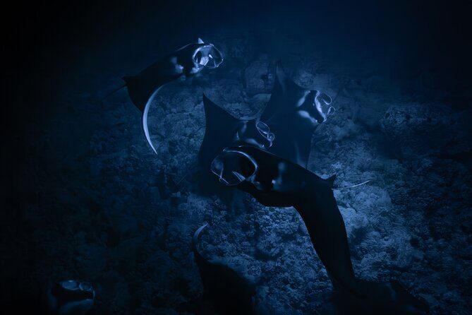 Night Manta Ray Snorkel with Videos - Booking and Availability