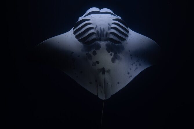 Night Manta Ray Snorkel with Videos - Meeting Point and Schedule