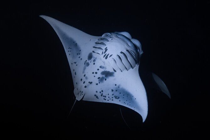 Night Manta Ray Snorkel with Videos - The Experience from a Traveler’s Perspective