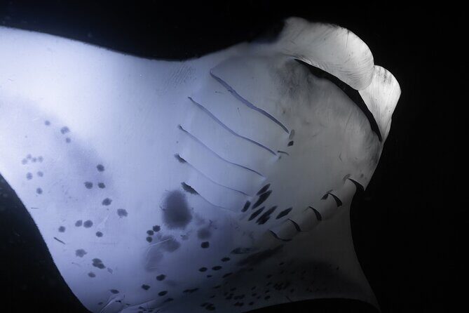 Night Manta Ray Snorkel with Videos - Group Size and Atmosphere